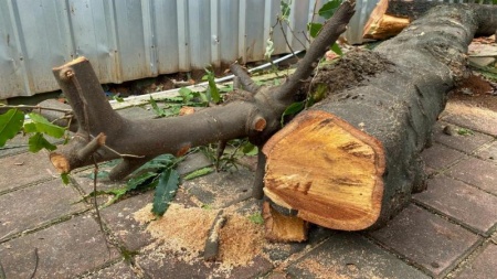 &Eacute;lagage &agrave; Aizy-Jouy : quand et pourquoi faire entretenir vos arbres ?